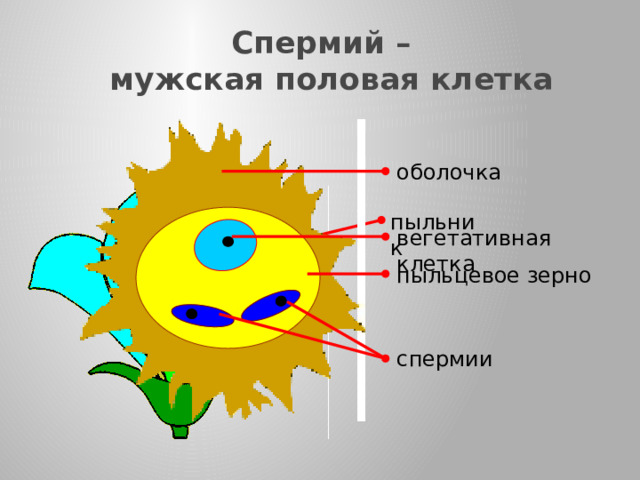 Спермий –  мужская половая клетка оболочка пыльник вегетативная клетка пыльцевое зерно  В пыльниках тычинок происходит деление клеток, в результате которого образуется пыльца, состоящая из пыльцевых зерен.  Пыльцевое зерно покрыто двумя оболочками. Наружная оболочка неровная, с шипиками и выростами, которые помогают пыльцевому зерну удерживаться на рыльце пестика.  Внутри пыльцевого зерна развиваются: вегетативная клетка и два спермия. спермии 17