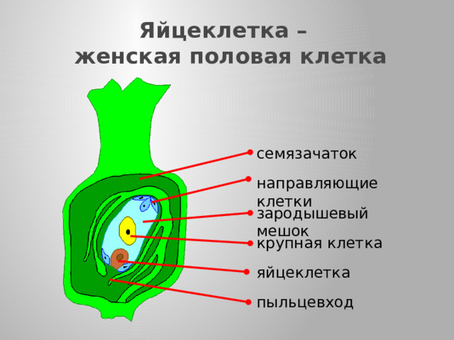 Яйцеклетка –  женская половая клетка семязачаток направляющие клетки зародышевый мешок В это же время в пестике цветка образуется яйцеклетка.  В полости завязи пестика находится семязачаток (семяпочка).  Семязачаток одет покровом. На вершине его есть узкий канал – пыльцевход, который ведет в зародышевый мешок.  В зародышевом мешке растений располагаются: яйцеклетка, крупная клетка и направляющие клетки. крупная клетка яйцеклетка пыльцевход 18