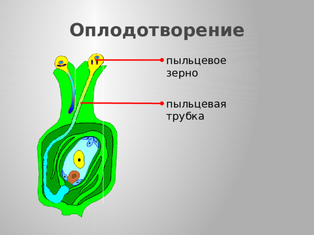 Оплодотворение пыльцевое зерно пыльцевая трубка  После созревания пыльца в результате опыления попадает на рыльце пестика. Помнишь, мы говорили с тобой о клейкой жидкости? Она выделяется у многих цветков на рыльце и помогает пыльце удерживаться на нем.  Пыльца сразу начинает прорастать, образуя пыльцевые трубки. Каждая пыльцевая трубка прорастает через столбик пестика до тех пор, пока не достигнет семязачатка. По мере роста пыльцевой трубки по ней передвигаются спермии. 19