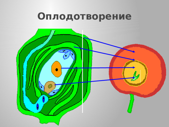 Оплодотворение Когда пыльцевая трубка достигает зародышевого мешка, то спермии из нее выходят внутрь семязачатка.  Один из них сливается с яйцеклеткой, в результате образуется зигота.  Другой сливается с крупной клеткой.  Образовавшаяся зигота многократно делится, и в результате образуется зародыш семени.  Крупная клетка тоже делится, образуя клетки эндосперма, в которых накапливается запас питательных веществ.  Из покровов семязачатка развивается семенная кожура. Формируется семя.  После оплодотворения к завязи притекают питательные вещества, и она постепенно превращается в спелый плод. Околоплодник, защищающий семена от неблагоприятных условий, развивается из стенок завязи. 19