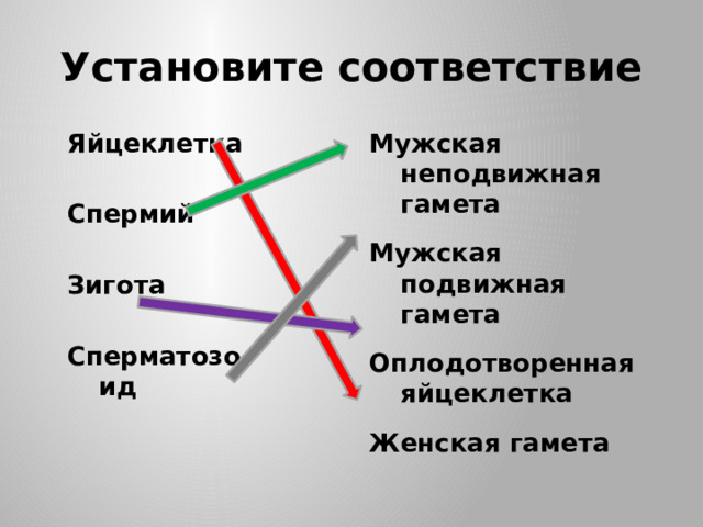 Установите соответствие Яйцеклетка Мужская неподвижная гамета   Мужская подвижная гамета Спермий   Зигота Оплодотворенная яйцеклетка   Сперматозоид Женская гамета