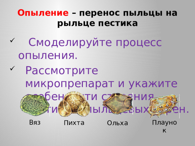 Опыление  – перенос пыльцы на рыльце пестика  Смоделируйте процесс опыления. Рассмотрите микропрепарат и укажите особенности строения пестика и пыльцевых зерен. Плаунок Вяз Пихта Ольха