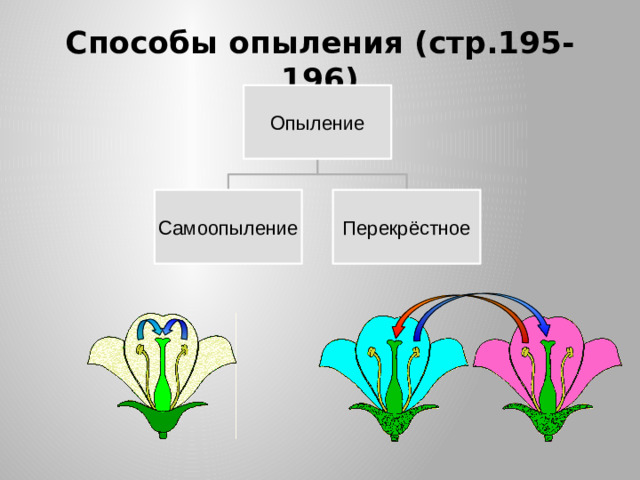 Способы опыления (стр.195-196) Опыление Самоопыление Перекрёстное Опыление у растений может происходить разными способами:  самоопыление;  перекрестное опыление. 8