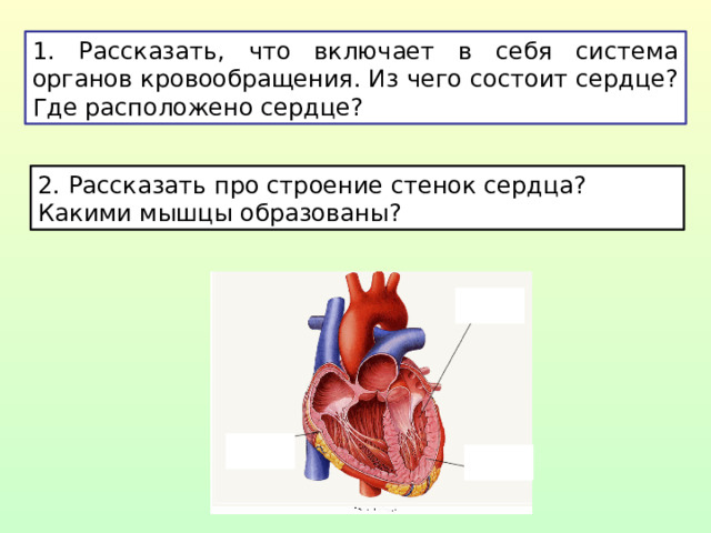 1. Рассказать, что включает в себя система органов кровообращения. Из чего состоит сердце? Где расположено сердце? 2. Рассказать про строение стенок сердца? Какими мышцы образованы?