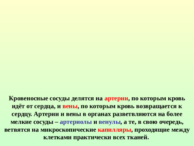 Кровеносные сосуды делятся на артерии , по которым кровь идёт от сердца, и вены , по которым кровь возвращается к сердцу. Артерии и вены в органах разветвляются на более мелкие сосуды – артериолы и венулы , а те, в свою очередь, ветвятся на микроскопические капилляры , проходящие между клетками практически всех тканей. Циркуляторная система Циркулирующая Сердце Сосуды, по которым  жидкость (кровь, лимфа) переносится  жидкость