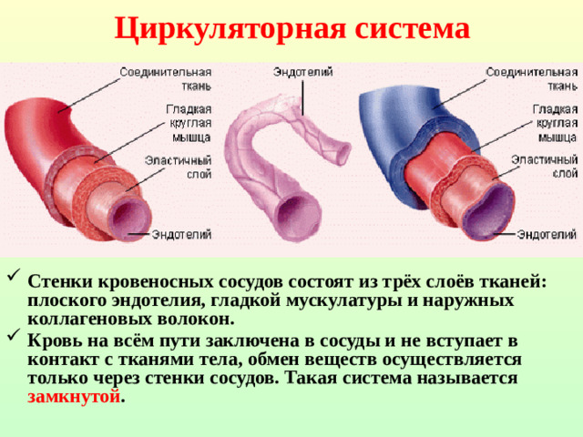 Циркуляторная система