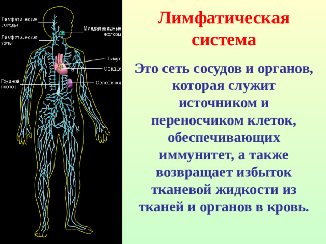 Лимфатическая система Это сеть сосудов и органов, которая служит источником и переносчиком клеток, обеспечивающих иммунитет, а также возвращает избыток тканевой жидкости из тканей и органов в кровь.