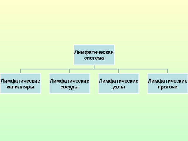 Лимфатическая система Лимфатические Лимфатические Лимфатические Лимфатические капилляры сосуды узлы протоки