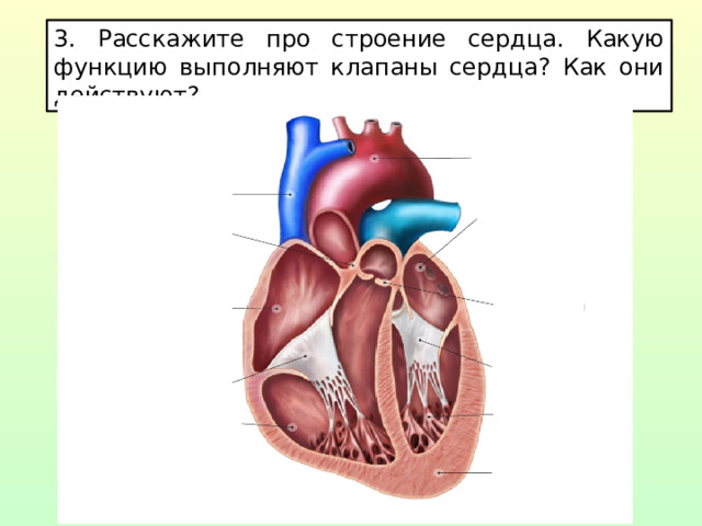 3. Расскажите про строение сердца. Какую функцию выполняют клапаны сердца? Как они действуют?