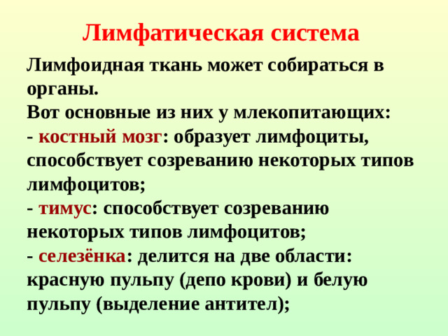 Лимфатическая система Лимфоидная ткань может собираться в органы.  Вот основные из них у млекопитающих:  - костный мозг : образует лимфоциты, способствует созреванию некоторых типов лимфоцитов;  - тимус : способствует созреванию некоторых типов лимфоцитов;  - селезёнка : делится на две области: красную пульпу (депо крови) и белую пульпу (выделение антител);