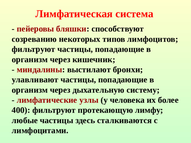 Лимфатическая система - пейеровы бляшки : способствуют созреванию некоторых типов лимфоцитов; фильтруют частицы, попадающие в организм через кишечник;  - миндалины : выстилают бронхи; улавливают частицы, попадающие в организм через дыхательную систему;  - лимфатические узлы (у человека их более 400): фильтруют протекающую лимфу; любые частицы здесь сталкиваются с лимфоцитами.