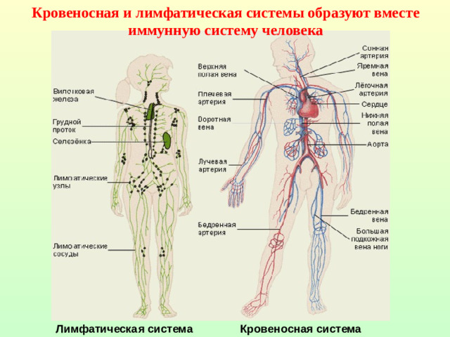 Кровеносная и лимфатическая системы образуют вместе иммунную систему человека Лимфатическая система Кровеносная система