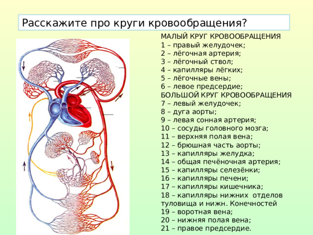 Расскажите про круги кровообращения? МАЛЫЙ КРУГ КРОВООБРАЩЕНИЯ 1 – правый желудочек; 2 – лёгочная артерия; 3 – лёгочный ствол; 4 – капилляры лёгких; 5 – лёгочные вены; 6 – левое предсердие; БОЛЬШОЙ КРУГ КРОВООБРАЩЕНИЯ 7 – левый желудочек; 8 – дуга аорты; 9 – левая сонная артерия; 10 – сосуды головного мозга; 11 – верхняя полая вена; 12 – брюшная часть аорты; 13 – капилляры желудка; 14 – общая печёночная артерия; 15 – капилляры селезёнки; 16 – капилляры печени; 17 – капилляры кишечника; 18 – капилляры нижних отделов туловища и нижн. Конечностей 19 – воротная вена; 20 – нижняя полая вена; 21 – правое предсердие.