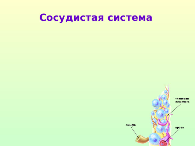 Сосудистая система