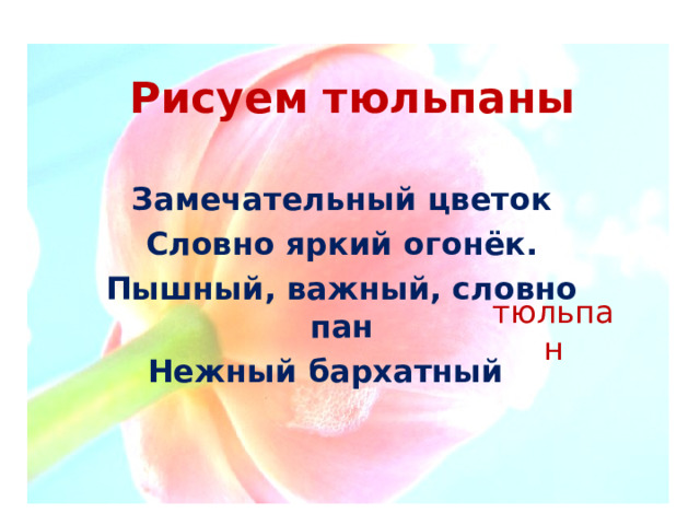 Рисуем тюльпаны Замечательный цветок Словно яркий огонёк. Пышный, важный, словно пан Нежный бархатный тюльпан