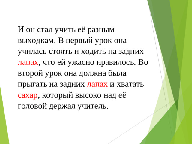 И он стал учить её разным выходкам. В первый урок она училась стоять и ходить на задних лапах , что ей ужасно нравилось. Во второй урок она должна была прыгать на задних лапах и хватать сахар , который высоко над её головой держал учитель.