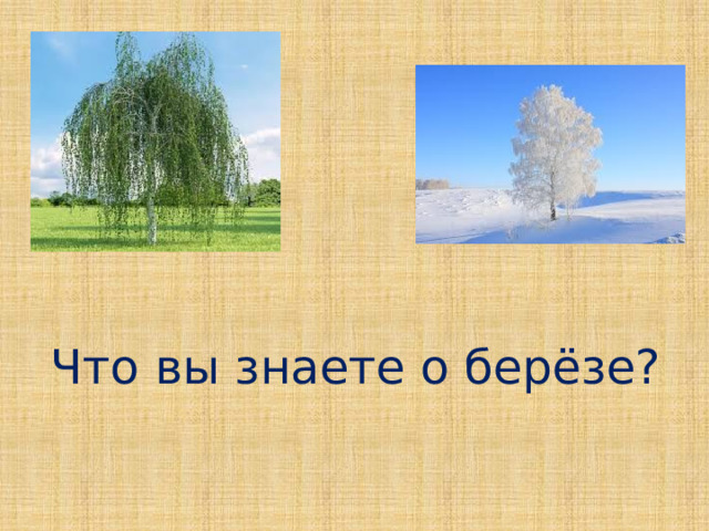 Что вы знаете о берёзе?