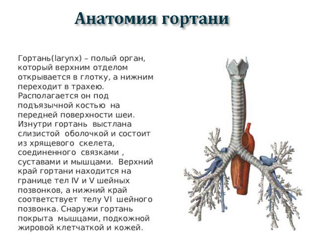 Гортань (larynx) – полый орган, который верхним отделом открывается в глотку, а нижним переходит в трахею. Располагается он под подъязычной костью на передней поверхности шеи. Изнутри гортань выстлана слизистой оболочкой и состоит из хрящевого скелета, соединенного связками , суставами и мышцами. Верхний край гортани находится на границе тел IV и V шейных позвонков, а нижний край соответствует телу VI шейного позвонка. Снаружи гортань покрыта мышцами, подкожной жировой клетчаткой и кожей.