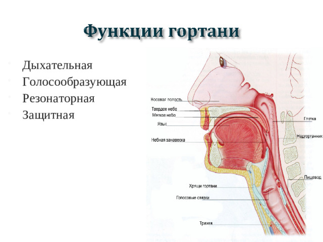 Дыхательная Голосообразующая Резонаторная Защитная