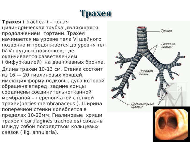 Трахея ( trachea ) – полая цилиндрическая трубка ,являющаяся продолжением гортани. Трахея начинается на уровне тела VI шейного позвонка и продолжается до уровня тел IV -V грудных позвонков, где оканчивается разветвлением ( бифуркацией) на два главных бронха. Длина трахеи 10-13 см. Стенка состоит из 16 — 20 гиалиновых хрящей, имеющих форму подковы, дуга которой обращена вперед, задние концы соединены соединительнотканной мембраной – перепончатой стенкой трахеи(paries membranaceus ). Ширина поперечной стенки колеблется в пределах 10-22мм. Гиалиновые хрящи трахеи ( cartilagines tracheales) связаны между собой посредством кольцевых связок ( lig. annularia).