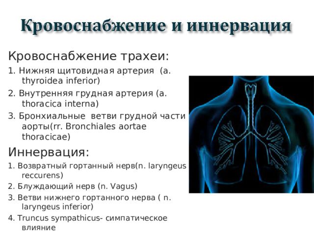 Кровоснабжение трахеи: 1. Нижняя щитовидная артерия (a. thyroidea inferior) 2. Внутренняя грудная артерия ( a. thoracica interna) 3. Бронхиальные ветви грудной части аорты( rr. Bronchiales aortae thoracicae) Иннервация: 1. Возвратный гортанный нерв( n. laryngeus reccurens ) 2. Блуждающий нерв ( n. Vagus ) 3. Ветви нижнего гортанного нерва ( n. laryngeus inferior ) 4. Truncus sympathicus- симпатическое влияние