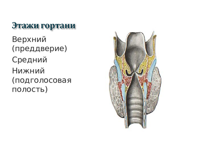 Верхний (преддверие) Средний Нижний (подголосовая полость)