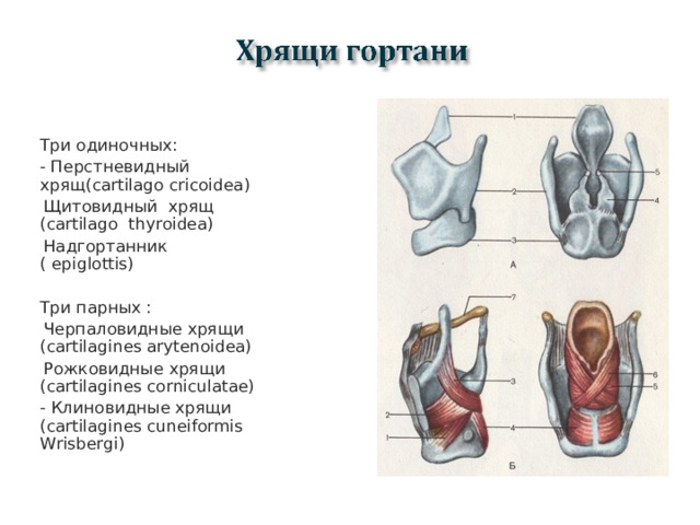 Три одиночных: - Перстневидный хрящ( cartilago cricoidea) Щитовидный хрящ ( cartilago  thyroidea) Надгортанник ( epiglottis) Три парных : Черпаловидные хрящи ( cartilagines arytenoidea) Рожковидные хрящи ( cartilagines corniculatae) - Клиновидные хрящи ( cartilagines cuneiformis Wrisbergi)