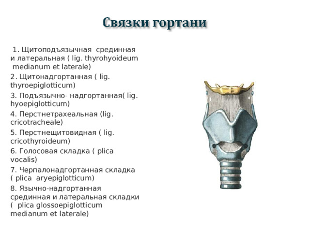 1. Щитоподъязычная срединная и латеральная ( lig. thyrohyoideum medianum et laterale) 2 . Щитонадгортанная ( lig. thyroepiglotticum) 3. Подъязычно- надгортанная( lig. hyoepiglotticum) 4. Перстнетрахеальная ( lig. cricotracheale) 5. Перстнещитовидная ( lig. cricothyroideum) 6. Голосовая складка ( plica vocalis) 7. Черпалонадгортанная складка ( plica aryepiglotticum) 8. Язычно-надгортанная срединная и латеральная складки ( plica glossoepiglotticum medianum et laterale)