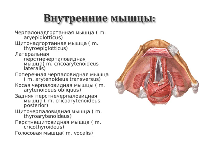 Черпалонадгортанная мышца ( m. aryepiglotticus) Щитонадгортанная мышца ( m. thyroepiglotticus) Латеральная перстнечерпаловидная мышца( m. cricoarytenoideus lateralis) Поперечная черпаловидная мышца ( m. arytenoideus transversus) Косая черпаловидная мышцы ( m. arytenoideus obliquus) Задняя перстнечерпаловидная мышца ( m. cricoarytenoideus posterior) Щиточерпаловидная мышца ( m. thyroarytenoideus) Перстнещитовидная мышца ( m. cricothyroideus) Голосовая мышца( m. vocalis)