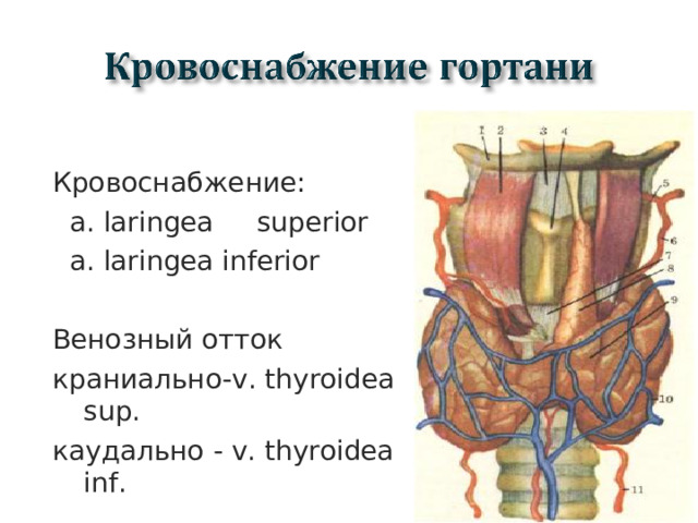 Кровоснабжение:  a. laringea superior  a. laringea inferior Венозный отток краниально- v. thyroidea sup. каудально - v. thyroidea inf.