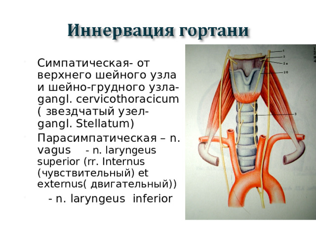 Симпатическая- от верхнего шейного узла и шейно-грудного узла- gangl. cervicothoracicum ( звездчатый узел- gangl. Stellatum) Парасимпатическая – n. vagus - n. laryngeus superior (rr. Internus ( чувствительный) et externus ( двигательный) )  - n. laryngeus inferior