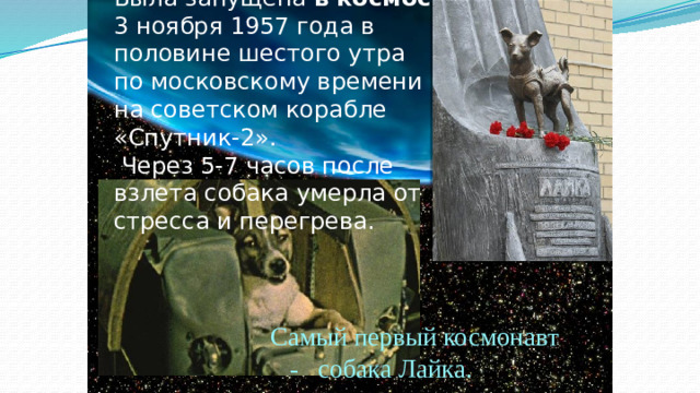 Была запущена  в   космос    3 ноября 1957 года в половине шестого утра по московскому времени на советском корабле «Спутник-2».  Через 5-7 часов после взлета собака умерла от стресса и перегрева. Самый первый космонавт - собака Лайка.