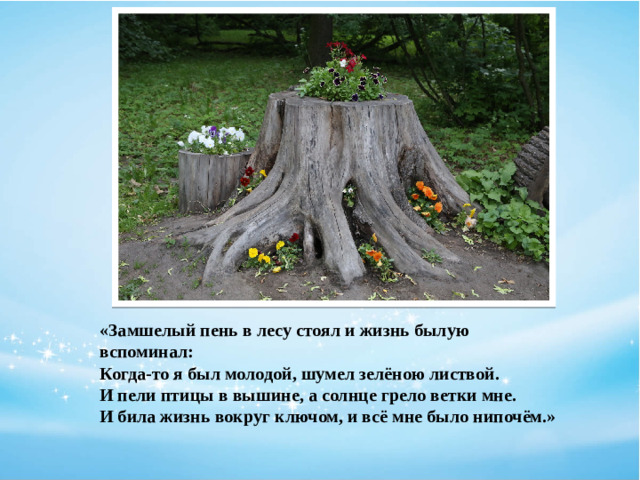 «Замшелый пень в лесу стоял и жизнь былую вспоминал:  Когда-то я был молодой, шумел зелёною листвой.  И пели птицы в вышине, а солнце грело ветки мне.  И била жизнь вокруг ключом, и всё мне было нипочём.»