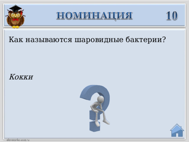 Как называются шаровидные бактерии? Кокки