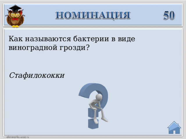 Как называются бактерии в виде виноградной грозди? Стафилококки