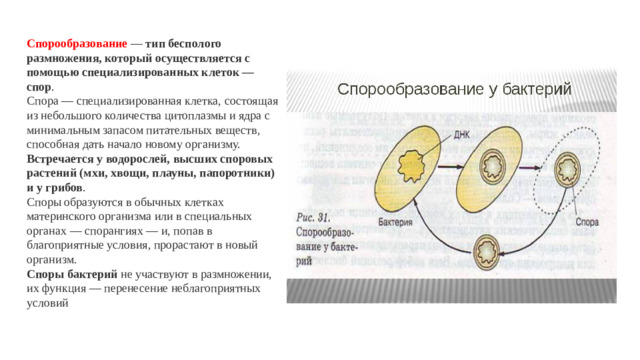 Спорообразование   —  тип бесполого размножения, который осуществляется с помощью специализированных клеток — спор .   Спора — специализированная клетка, состоящая из небольшого количества цитоплазмы и ядра с минимальным запасом питательных веществ, способная дать начало новому организму.   Встречается у водорослей, высших споровых растений (мхи, хвощи, плауны, папоротники) и у грибов .   Споры образуются в обычных клетках материнского организма или в специальных органах — спорангиях — и, попав в благоприятные условия, прорастают в новый организм.  Споры бактерий  не участвуют в размножении, их функция — перенесение неблагоприятных условий