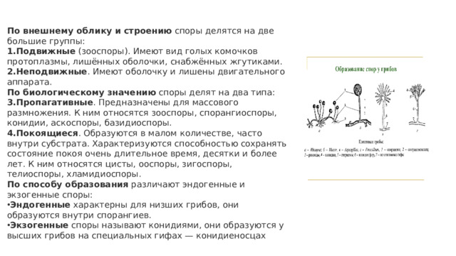 По внешнему облику и строению  споры делятся на две большие группы: Подвижные  (зооспоры). Имеют вид голых комочков протоплазмы, лишённых оболочки, снабжённых жгутиками.  Неподвижные . Имеют оболочку и лишены двигательного аппарата.  По биологическому значению  споры делят на два типа: Пропагативные . Предназначены для массового размножения. К ним относятся зооспоры, спорангиоспоры, конидии, аскоспоры, базидиоспоры.  Покоящиеся . Образуются в малом количестве, часто внутри субстрата. Характеризуются способностью сохранять состояние покоя очень длительное время, десятки и более лет. К ним относятся цисты, ооспоры, зигоспоры, телиоспоры, хламидиоспоры. По способу образования  различают эндогенные и экзогенные споры: