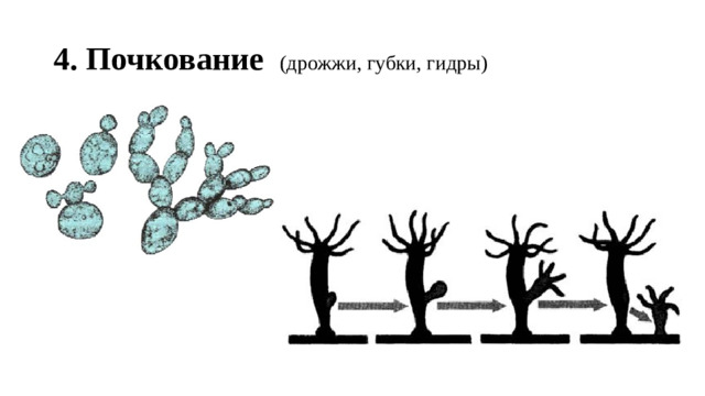 4. Почкование  (дрожжи, губки, гидры)