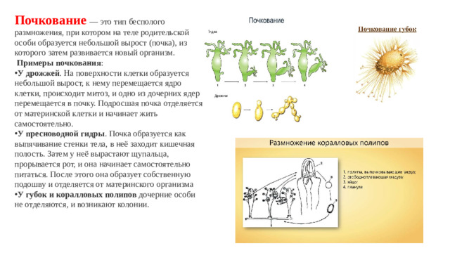 Почкование   — это тип бесполого размножения, при котором на теле родительской особи образуется небольшой вырост (почка), из которого затем развивается новый организм.   Примеры почкования :