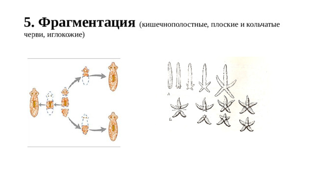 5. Фрагментация (кишечнополостные, плоские и кольчатые черви, иглокожие)