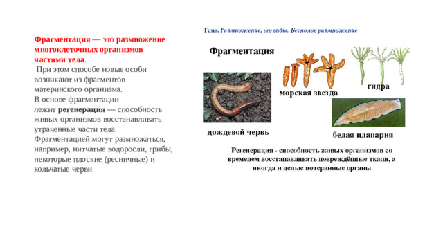 Фрагментация  — это  размножение многоклеточных организмов частями тела .    При этом способе новые особи возникают из фрагментов материнского организма.  В основе фрагментации лежит  регенерация  — способность живых организмов восстанавливать утраченные части тела.  Фрагментацией могут размножаться, например, нитчатые водоросли, грибы, некоторые плоские (ресничные) и кольчатые черви