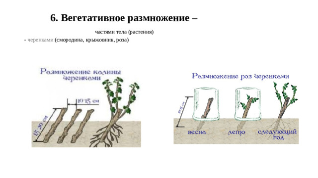 6. Вегетативное размножение –   частями тела (растения)  - черенками (смородина, крыжовник, роза)