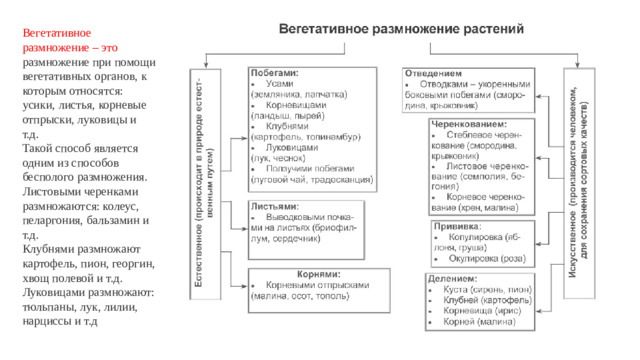 Вегетативное размножение – это размножение при помощи вегетативных органов, к которым относятся: усики, листья, корневые отпрыски, луковицы и т.д. Такой способ является одним из способов бесполого размножения. Листовыми черенками размножаются: колеус, пеларгония, бальзамин и т.д. Клубнями размножают картофель, пион, георгин, хвощ полевой и т.д. Луковицами размножают: тюльпаны, лук, лилии, нарциссы и т.д