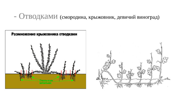 - Отводками (смородина, крыжовник, девичий виноград)