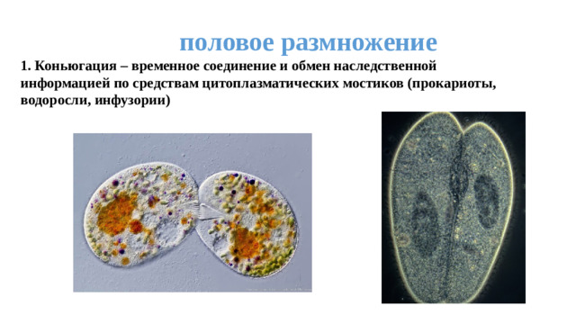 половое размножение  1. Коньюгация – временное соединение и обмен наследственной информацией по средствам цитоплазматических мостиков (прокариоты, водоросли, инфузории)