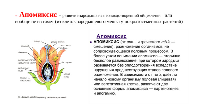 - Апомиксис - развитие зародыша из неоплодотворенной яйцеклетки  или вообще не из гамет (из клеток зародышевого мешка у покрытосеменных растений)