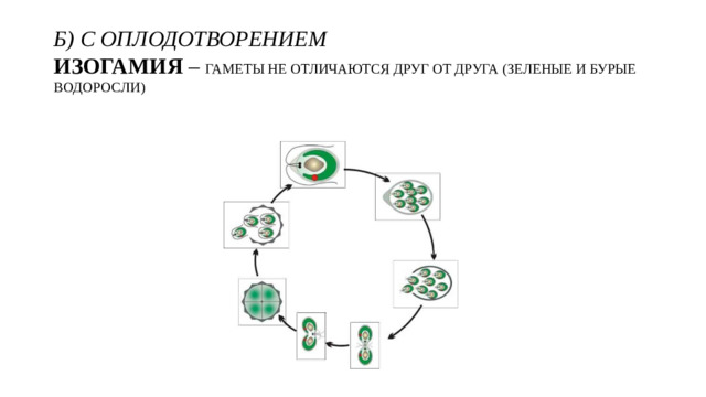 Б) С ОПЛОДОТВОРЕНИЕМ  ИЗОГАМИЯ – ГАМЕТЫ НЕ ОТЛИЧАЮТСЯ ДРУГ ОТ ДРУГА (ЗЕЛЕНЫЕ И БУРЫЕ ВОДОРОСЛИ)