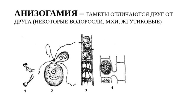 АНИЗОГАМИЯ – ГАМЕТЫ ОТЛИЧАЮТСЯ ДРУГ ОТ ДРУГА (НЕКОТОРЫЕ ВОДОРОСЛИ, МХИ, ЖГУТИКОВЫЕ)