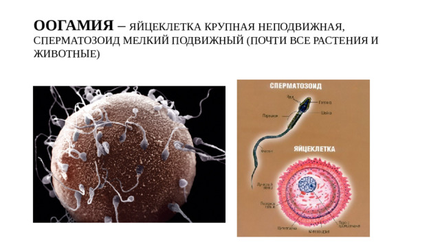 ООГАМИЯ – ЯЙЦЕКЛЕТКА КРУПНАЯ НЕПОДВИЖНАЯ, СПЕРМАТОЗОИД МЕЛКИЙ ПОДВИЖНЫЙ (ПОЧТИ ВСЕ РАСТЕНИЯ И ЖИВОТНЫЕ)