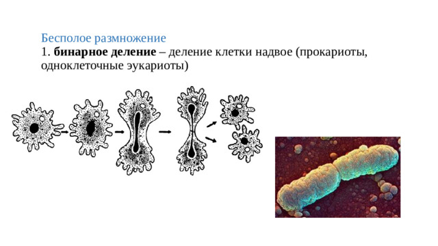 Бесполое размножение  1. бинарное деление – деление клетки надвое (прокариоты, одноклеточные эукариоты)